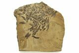 Fossil Fish (Gosiutichthys) Mortality Plate - Wyoming #261919-1